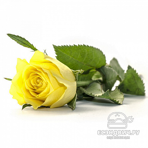 Стол с фотопечатью D_0,9 (flowers 20) round "Амели"