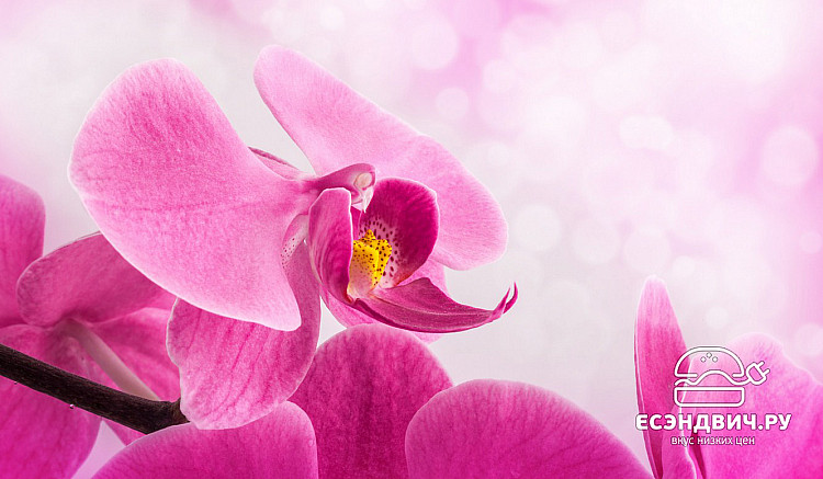 Стол с фотопечатью 1,2 (flowers 16) "Амели"